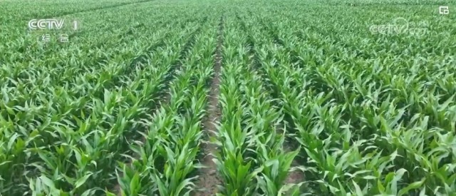 糧油豐、供給足——為經濟持續恢復向好注入堅實基礎